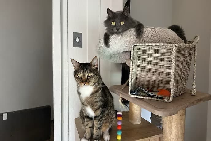 Drop-In Visits