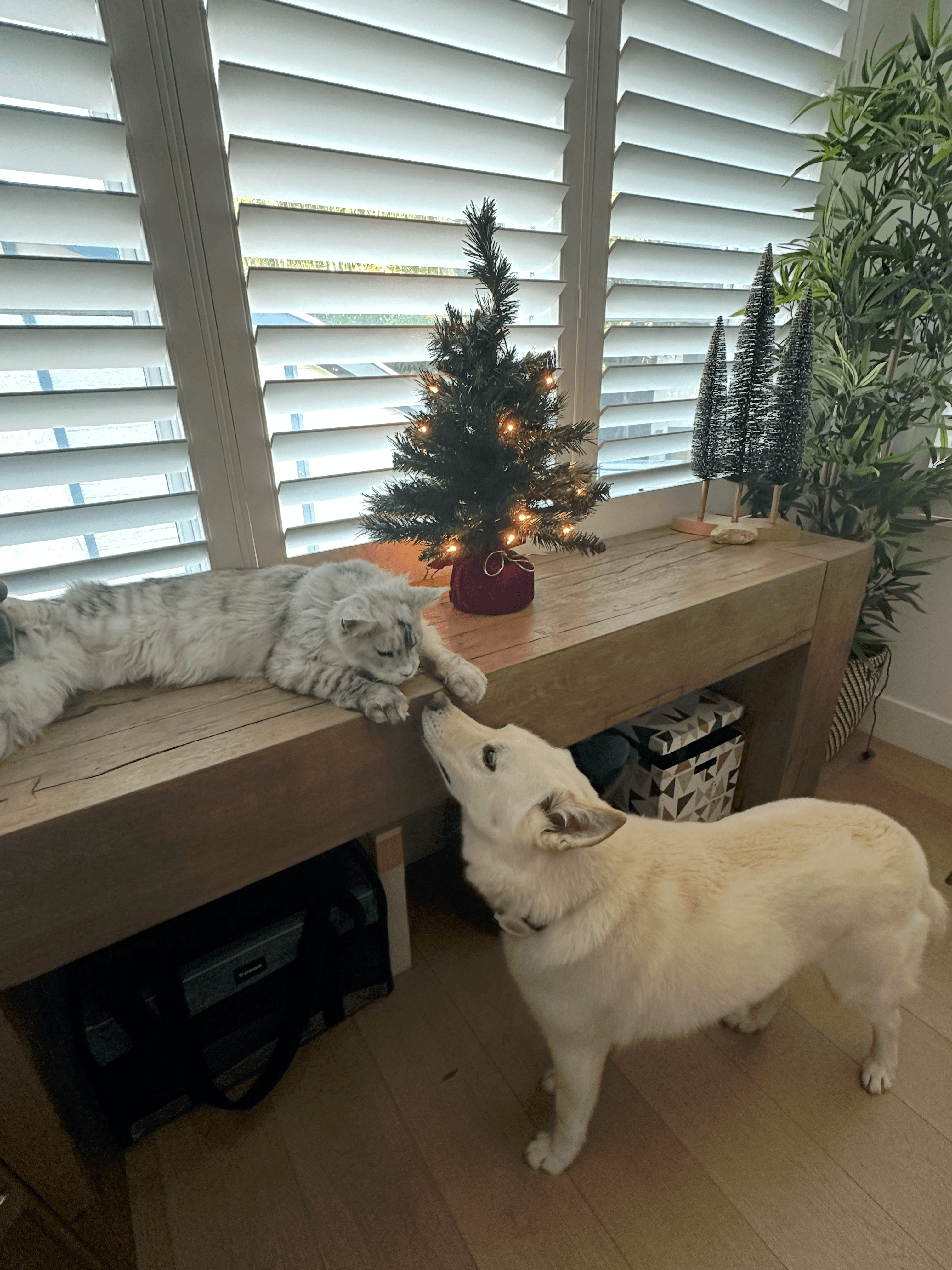 House Sitting
