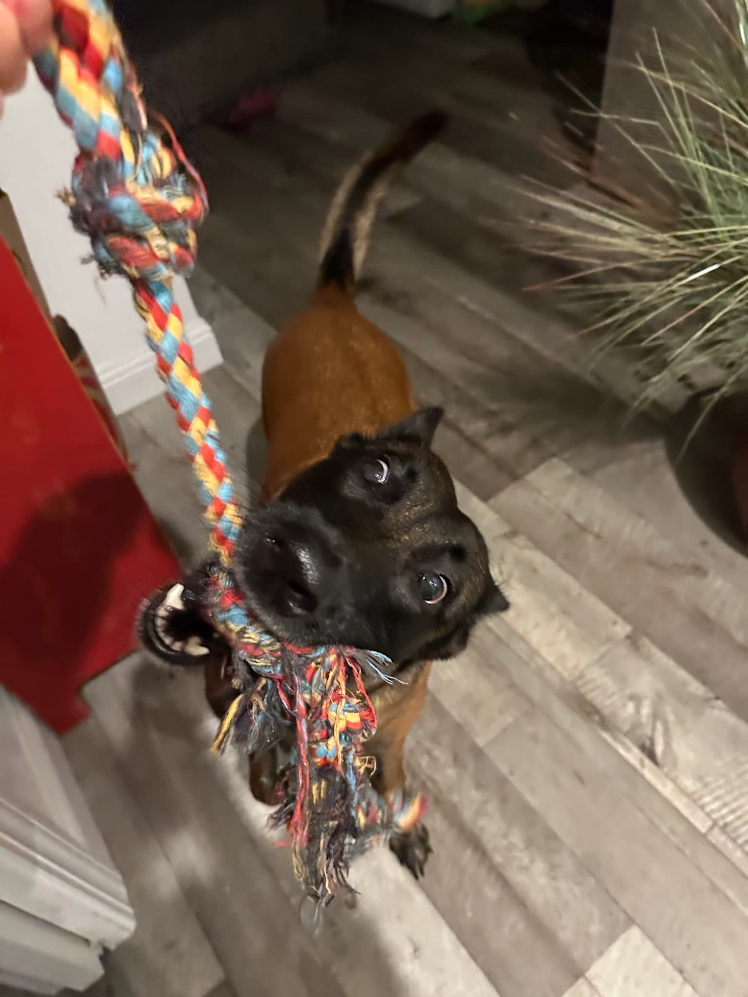 Brown puppy ready for a game of tug