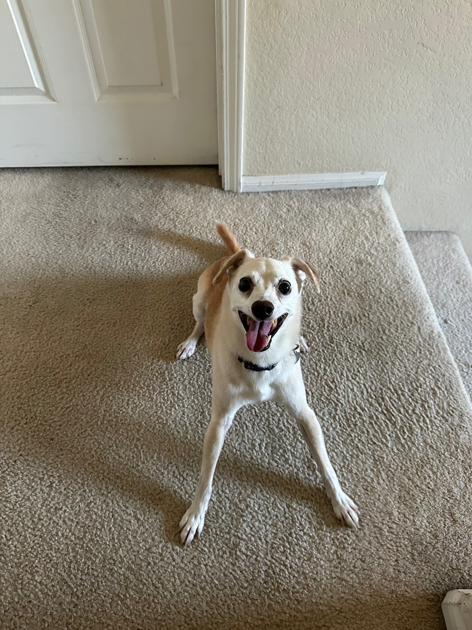 Happy Chihuahua mix splooting on the carpet