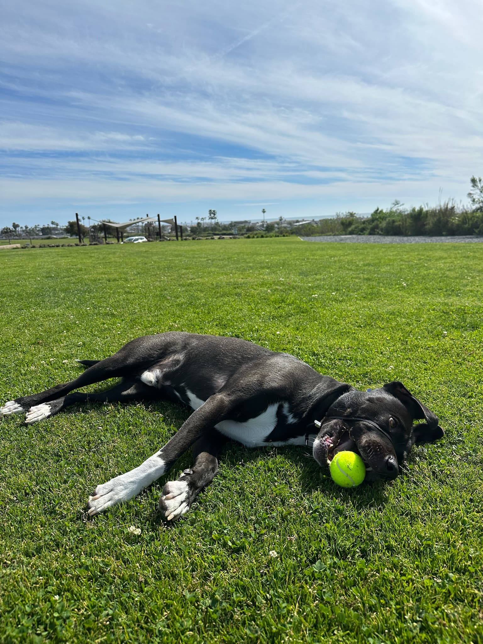 Rolling in the grass with a tennis ball at the park