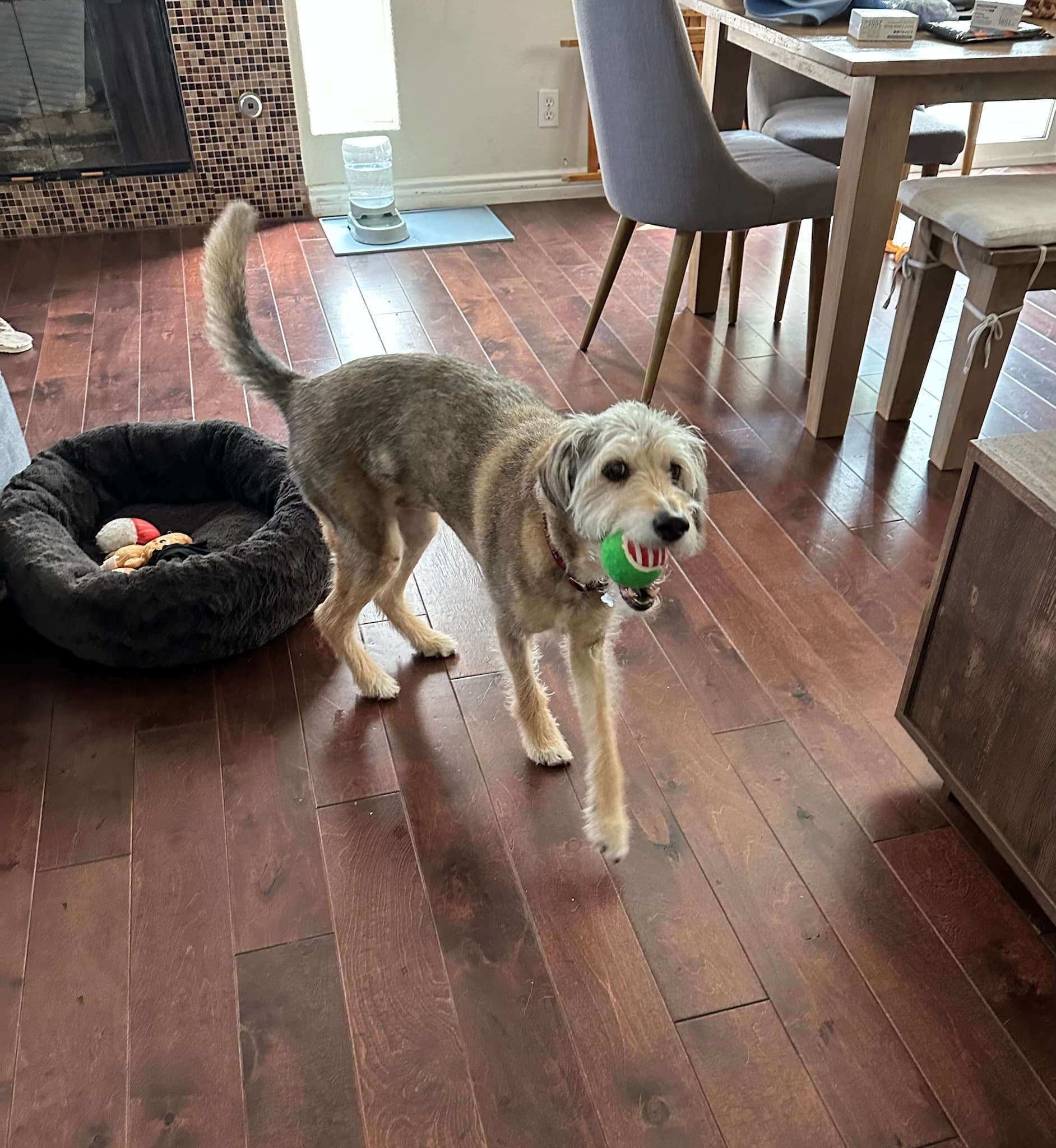 Scruffy terrier mid-play with his favorite green ball