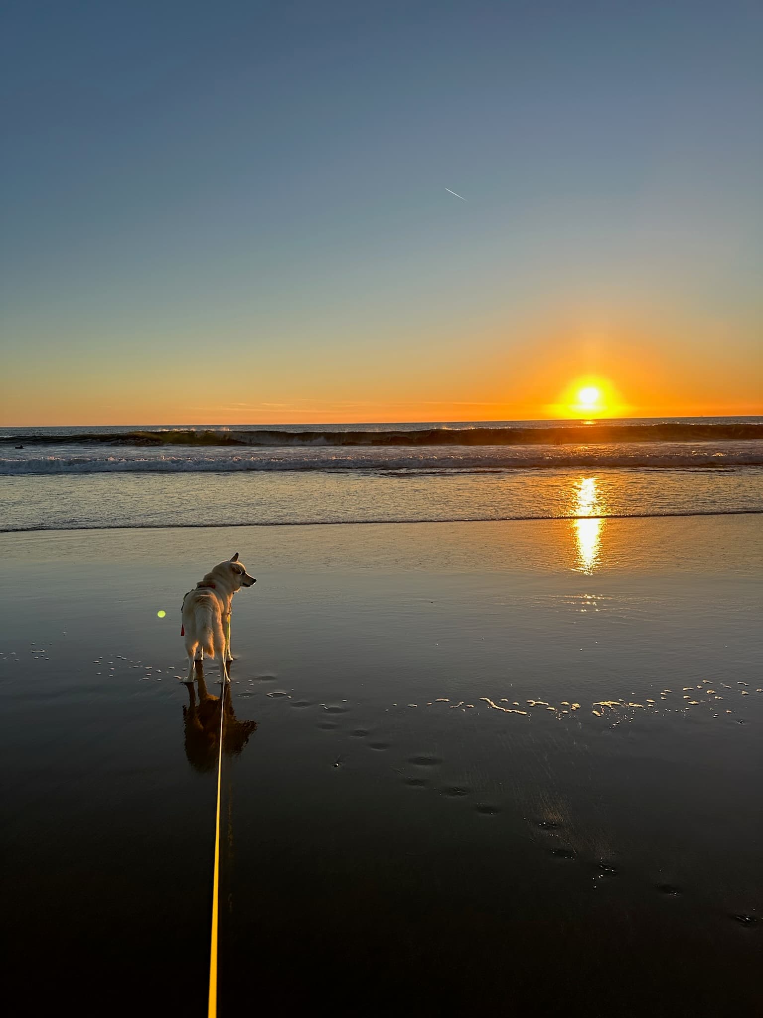 Dog watching the sunset on a Newport Beach shoreline