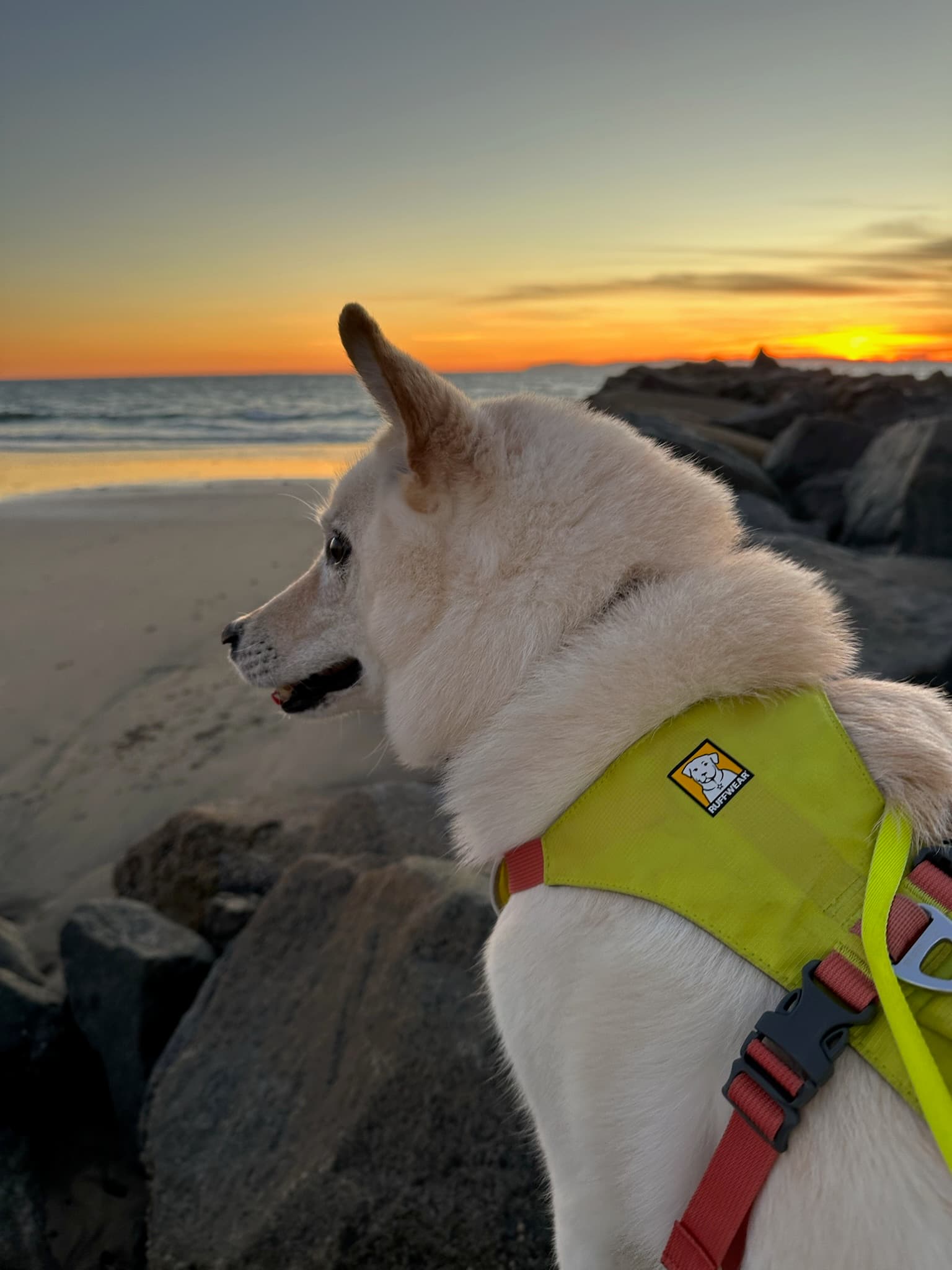 Shiba Inu watching the sunset from a rocky shore