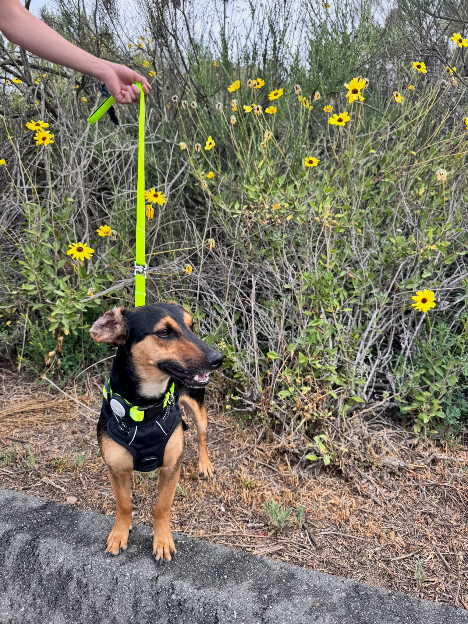 Small dog on a nature trail surrounded by wildflowers