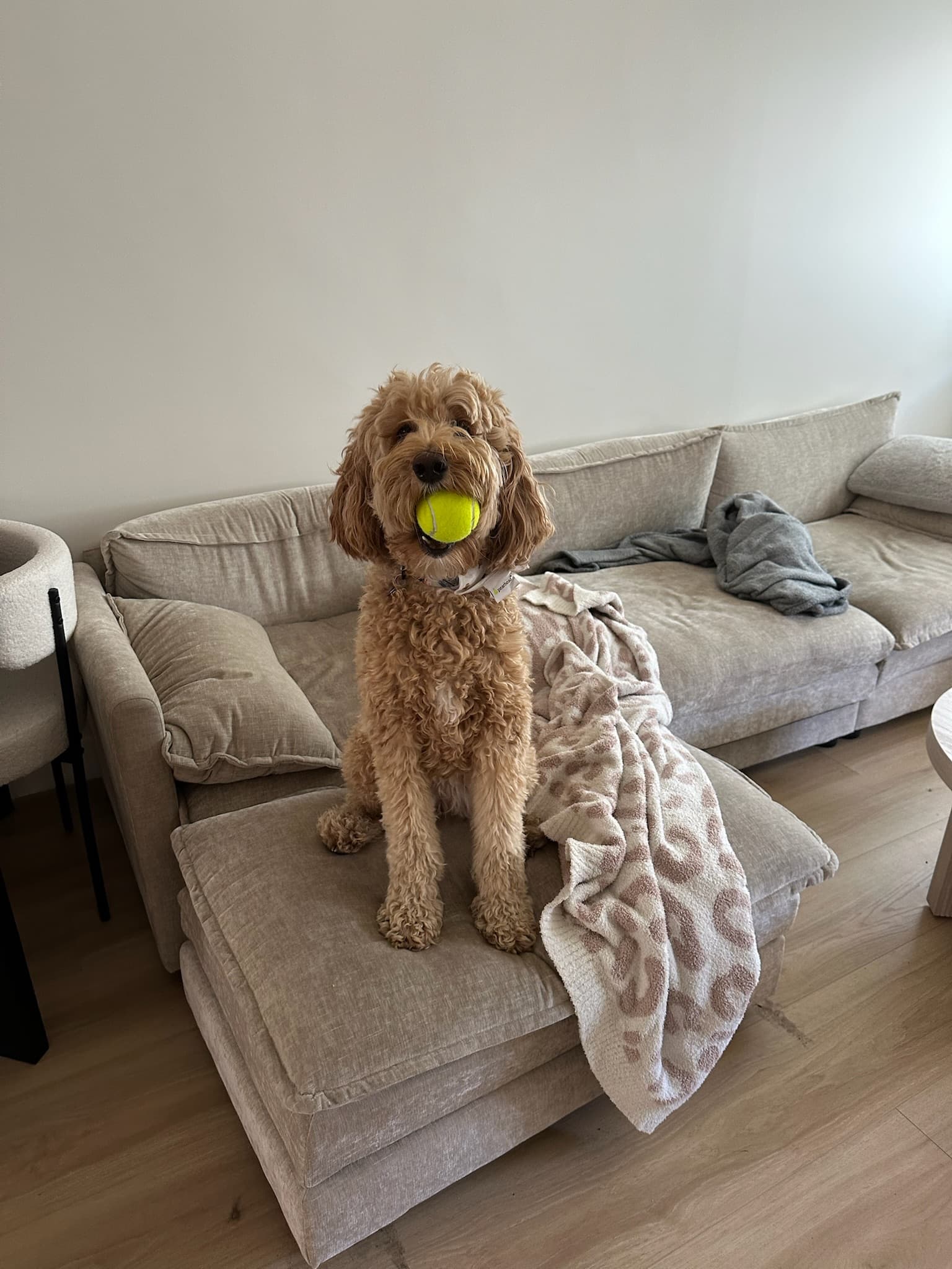Goldendoodle proudly posing with a tennis ball