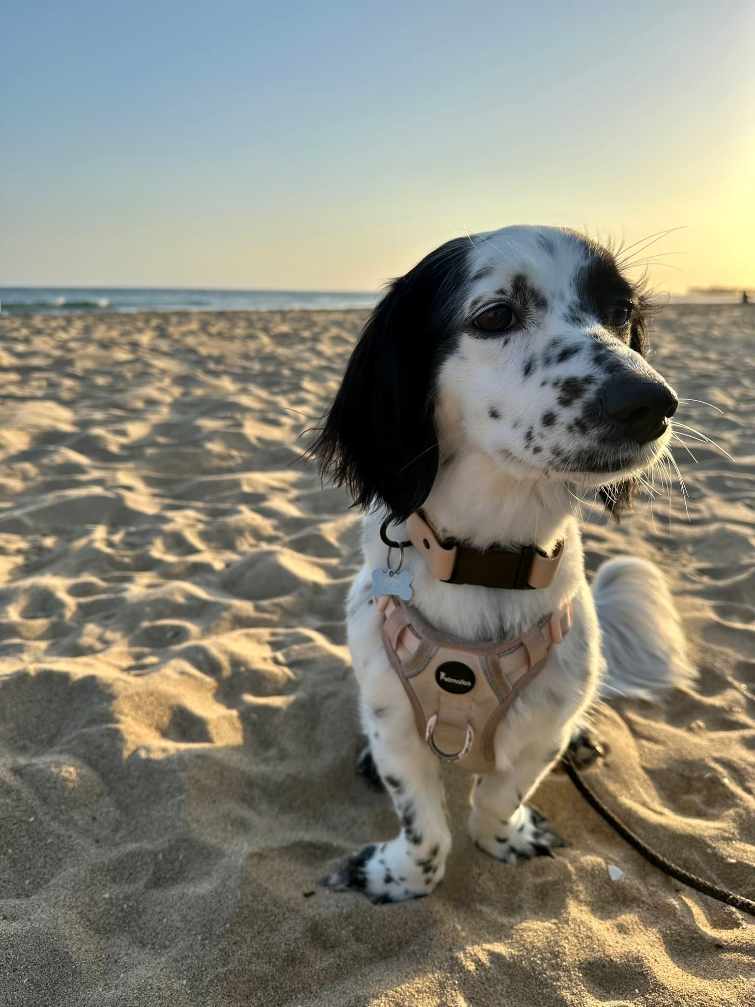 English Setter pup sitting on the beach at golden hour