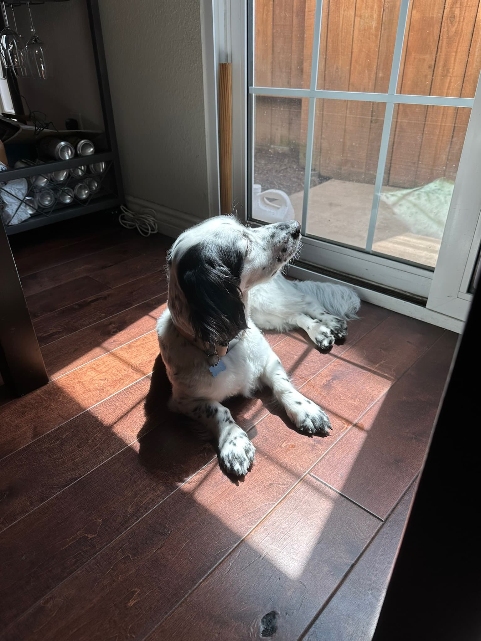 Springer Spaniel basking in warm sunlight by the door