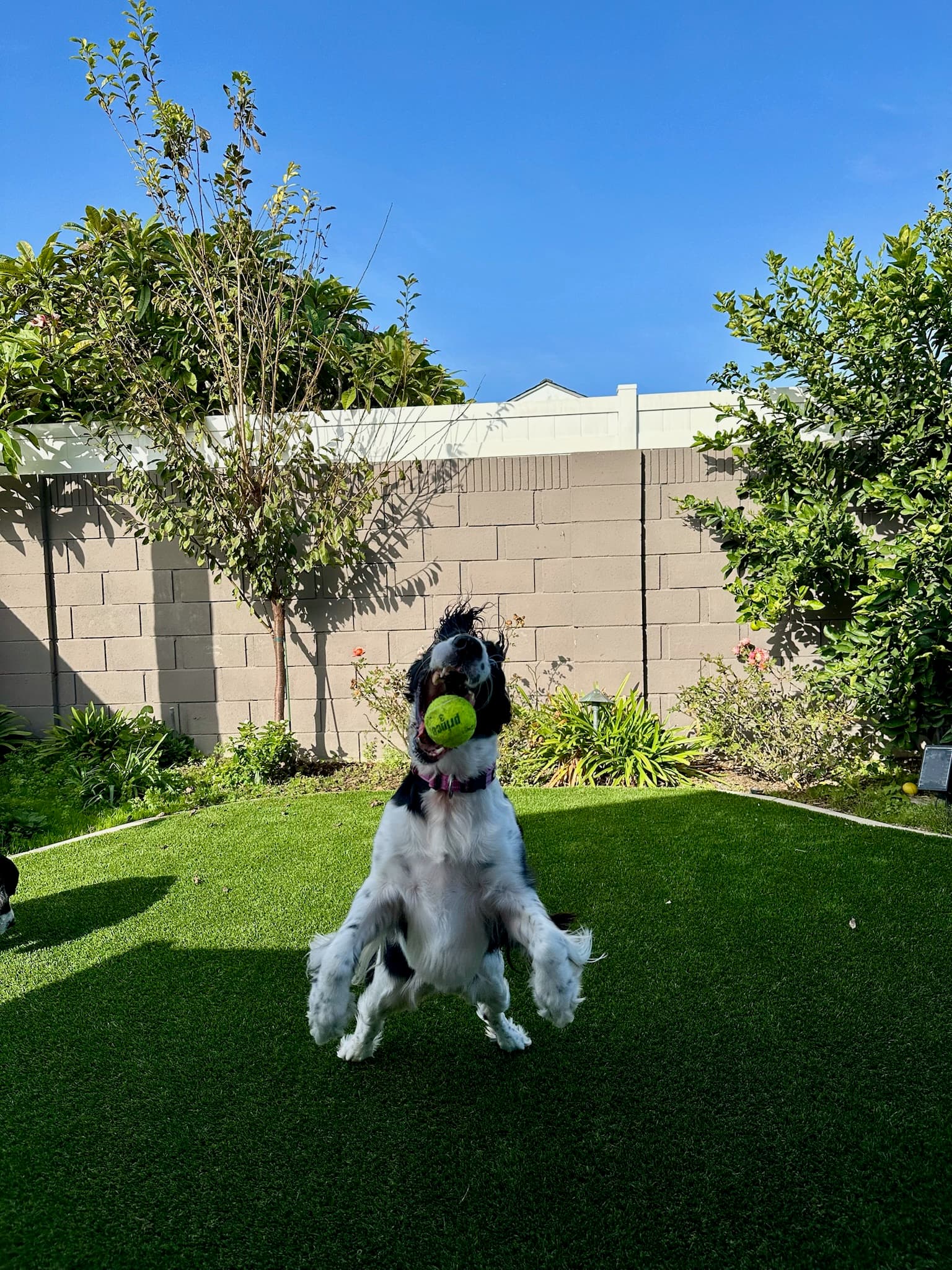Springer Spaniel mid-leap for a tennis ball in the backyard