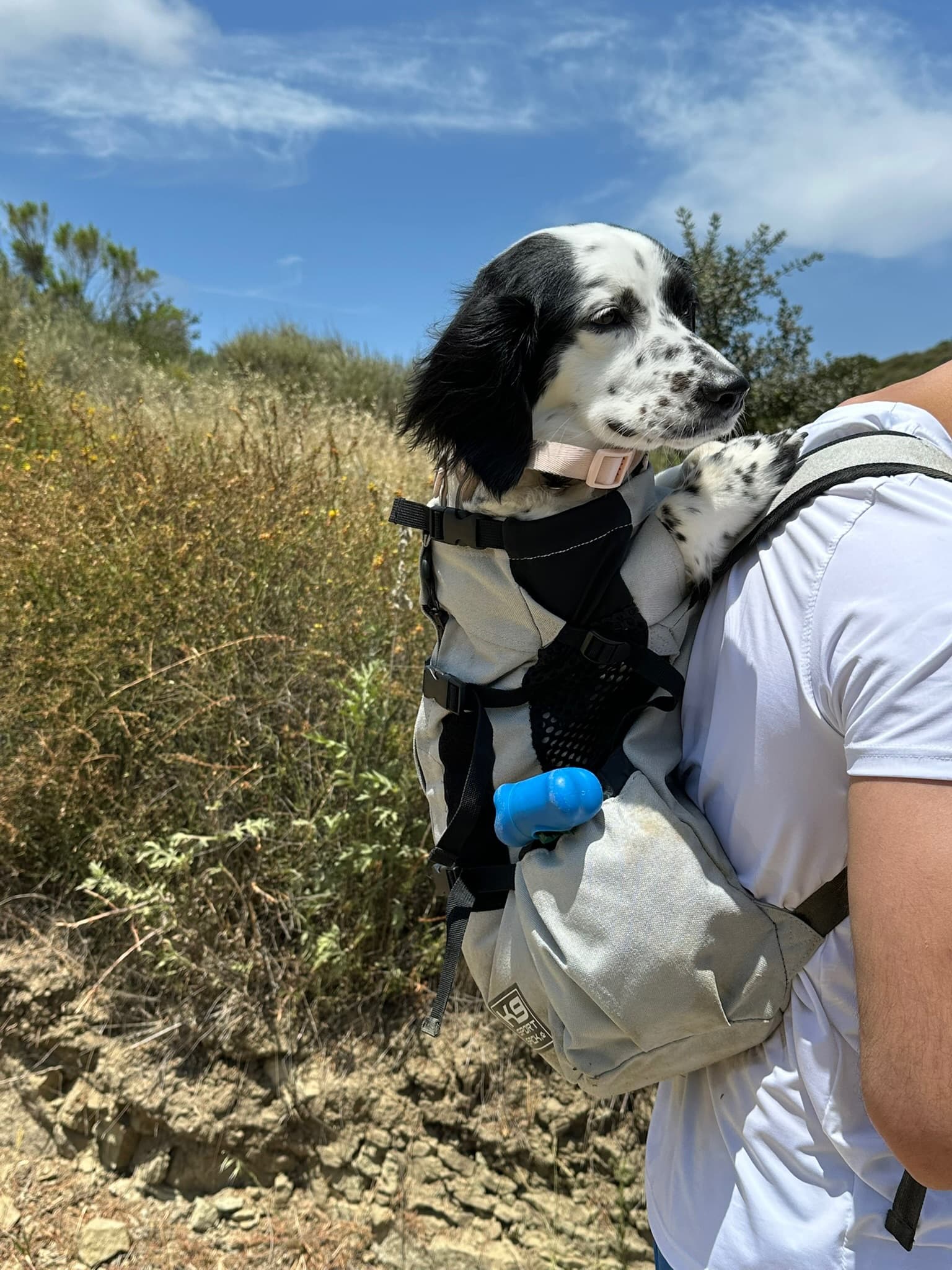 Pup riding along in a backpack on a scenic hike